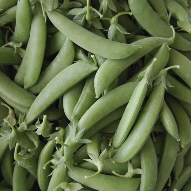 収穫中の野菜たち🙂

スナップエンドウがようやく採れるようになってきました。例年よりちょっと遅い気がします

絹さやはそろそろ終わりかなー

さや大根は、意外と好きなので大根を少し残していたらたくさん採れます😄

#畑 #スナップエンドウ #絹さや #さや大根 #農薬化学肥料不使用 #固定種野菜 #有機栽培 #無肥料栽培 #不耕起栽培