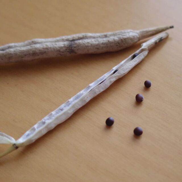 白菜の種をとりました🤗

ベストなタイミングだったみたいで、良さそうな感じの種がたくさんとれました

秋に大量に蒔こうと思います🎶

#畑 #自家採種 #種とり #白菜 #野崎二号 #固定種 #農薬化学肥料不使用 #有機栽培