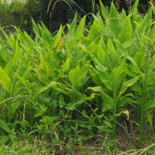今の時期は元気なミョウガです🙂

真夏はしんどそうになる

徐々に広がってはいるので、この場所に適応してきてるのかな

#畑 #ミョウガ #茗荷