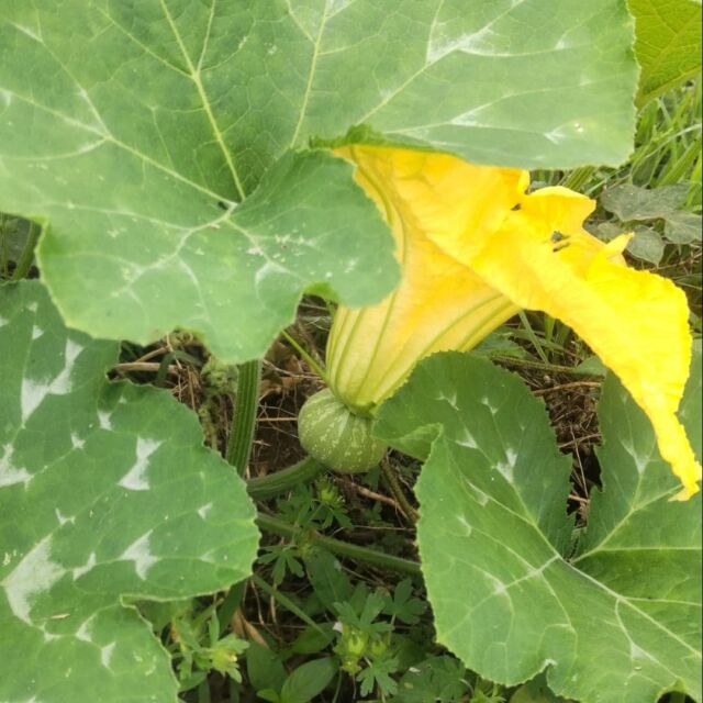 連日の雨で、生育の遅れていた野菜も草も急成長です🤗

#畑 #畑の様子 #農薬化学肥料不使用 #有機栽培 #炭素循環農法 #自然栽培